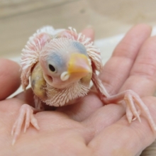 座り方独特？？文鳥さんのヒナ(白)入荷しました〜❤