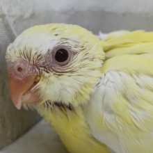 キレイな声聞かせてね🎵　美声インコ(ルチノー)
