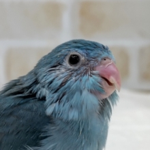 クリクリおめめ💙　マメルリハインコ（ブルー）