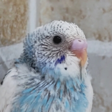 背中の黒い斑点〜🦜　セキセイインコ(パイド)
