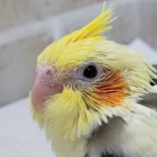 白い模様多め〜🤍　オカメインコ(パイド)