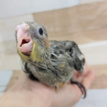 オカメインコさん(ノーマル)入荷しました〜❤