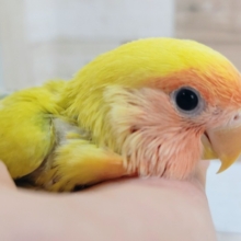 小桜インコさん(シナモン)入荷しました〜❤