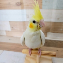 最新画像更新❤オカメスマイル★オカメインコ(ルチノー)