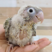 ホオミドリウロコメキシコインコさん(ブルーシナモン)のヒナ入荷しました〜❤