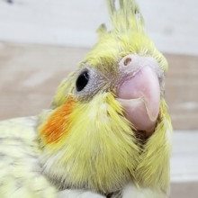 綺麗なパール模様のオカメインコ