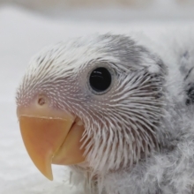 珍しいカラーです🌸　コザクラインコ(オパーリンバイオレットパイド)