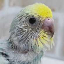 たまらない美しさ🌈　セキセイインコ(パステルレインボーパイド)