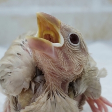 人気のシナモン文鳥入荷です！