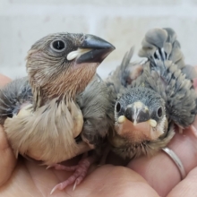 あと１羽！人気の桜文鳥入荷です！