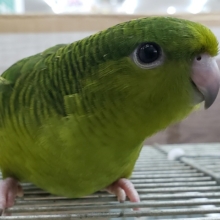 ベタベタにいいかんじ。サザナミインコ