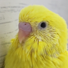 真っ黄色のボディ🟡　セキセイインコ(ダブルファクター)