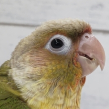 最新画像あり！　なでなで大好き〜❤️ ホオミドリウロコインコ(パイナップル)