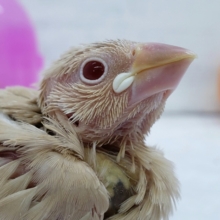 入荷少なめ！シナモン文鳥です