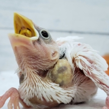 全身真っ白！白文鳥入荷です。