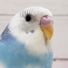 カキカキ好きだよ。セキセイインコパイド