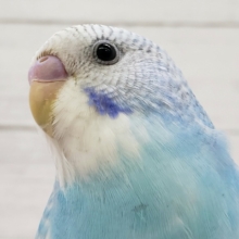 カキカキ大好き！ベタなれセキセイインコ