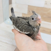 オカメインコさん(ホワイトフェイス)のヒナ入荷しました〜♥