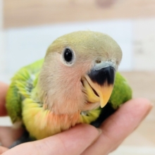 最新画像更新♥コザクラインコさん(オパーリン)のヒナ入荷しました〜♥