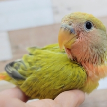 最新画像更新♥コザクラインコさん(タイガーチェリーオパーリン)のヒナ入荷しました〜♥