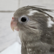 最新画像あり！　久しぶりに来てくれました〜🎉　オカメインコ(ホワイトフェイス)