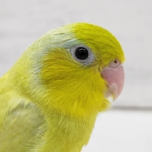 最新画像あり！　ちょっと久々？マメルリハ（アメリカンイエロー）　男の子