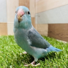 ヒナ餌卒業の手乗りさん☆マメルリハインコのブルーカラー！