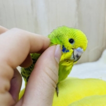最新画像あります！見て下さい！模様が素敵なんです♪セキセイインコ　オパーリン