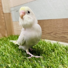 活発な元気っ仔なヒナさん☆セキセイインコのイエローフェイスライラックカラー！