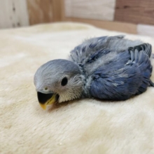 おっとりしているヒナさんです☆コザクラインコのバイオレットカラー！