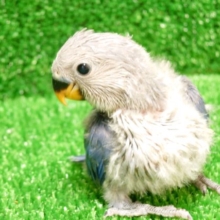 よじ登る脚がポイントなんですっ　コザクラインコ　バイオレット〜～
