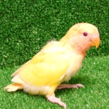 甘えじょうず〜～　やられてみませんか？？　コザクラインコ　ルチノーオパーリン