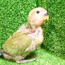 なにかーー？♪および？　コザクラインコ　ノーマルですっ