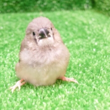 かしげるキンちゃん　ていていていーーーっ　キンカチョウ〜
