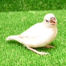 はぁ〜～〜ぁ　ご飯くださいなっ　シルバー文鳥！