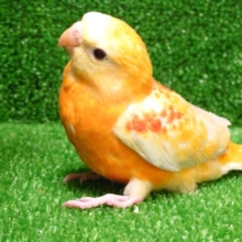 レアカラーですねっ♫ ビセイインコ　オレンジです！