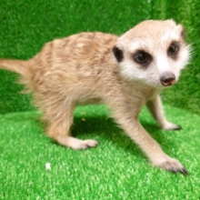 こねくりまわしてほしいんですーーー　ミーアキャット〜〜