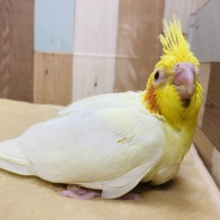 オカメインコと言えばこのカラー！ルチノーさんやって来ました〜