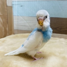 青空のような爽やかカラーのセキセイインコ☆スパングルパイド！