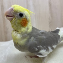 安心むっちりサイズ☆優しいコ！　オカメインコ　シナモンパイド