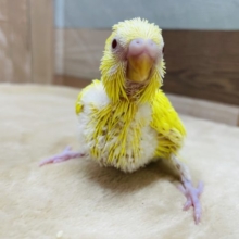 元気っ子カラーのヒナさんです☆セキセイインコのルチノーカラー！