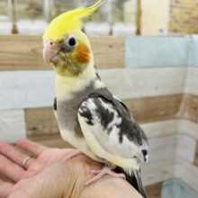ベタなれ♡オカメインコパイド