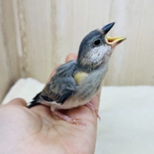 ご飯タイムはかかせない♪　桜文鳥さん！