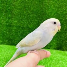 淡〜い色がキレイ✨セキセイインコ(パステルオパーリン)