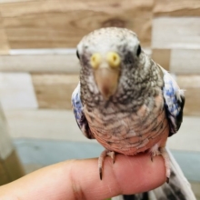 ヒナ餌卒業☆ローズアキクサインコ！