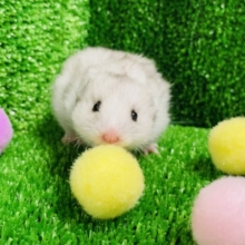 ボールがお気に入り♪ゴールデンハムスターちゃん(グレー)