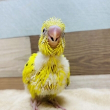腰とお腹のグリーンがポイントです！セキセイインコのキハルクやって来ました〜