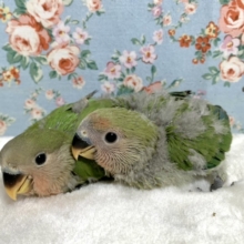 コザクラインコ ノーマル  入舎してます✨  4/29