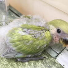 コザクラインコ　スパングル入舎いたしました！