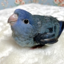 サザナミインコ  コバルトブルー  5/4
